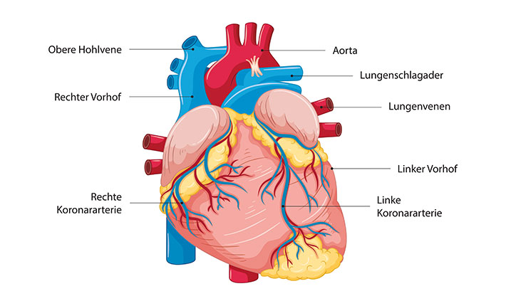 wunderwerk-herz-aufbau-und-funktion