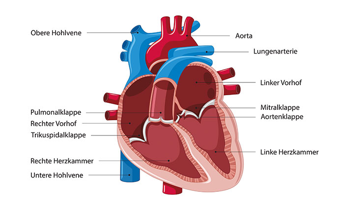 Vorhof rechte Herzkammern