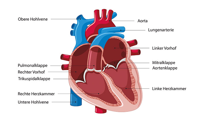 wunderwerk-herz-aufbau-und-funktion